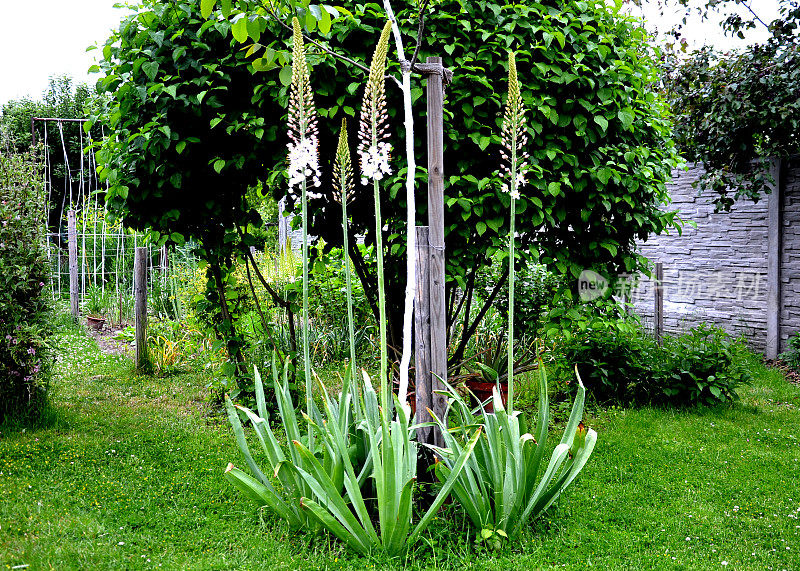 eremurus robustus massive是一种粗壮的多年生外来植物，最高可达250厘米。这种草本植物产于中亚半沙漠地区，因其数千朵粉红色的高花序而被种植